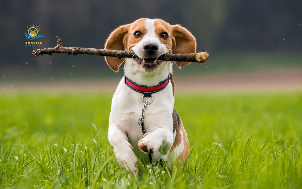 best dog breeds for elderly: Beagle