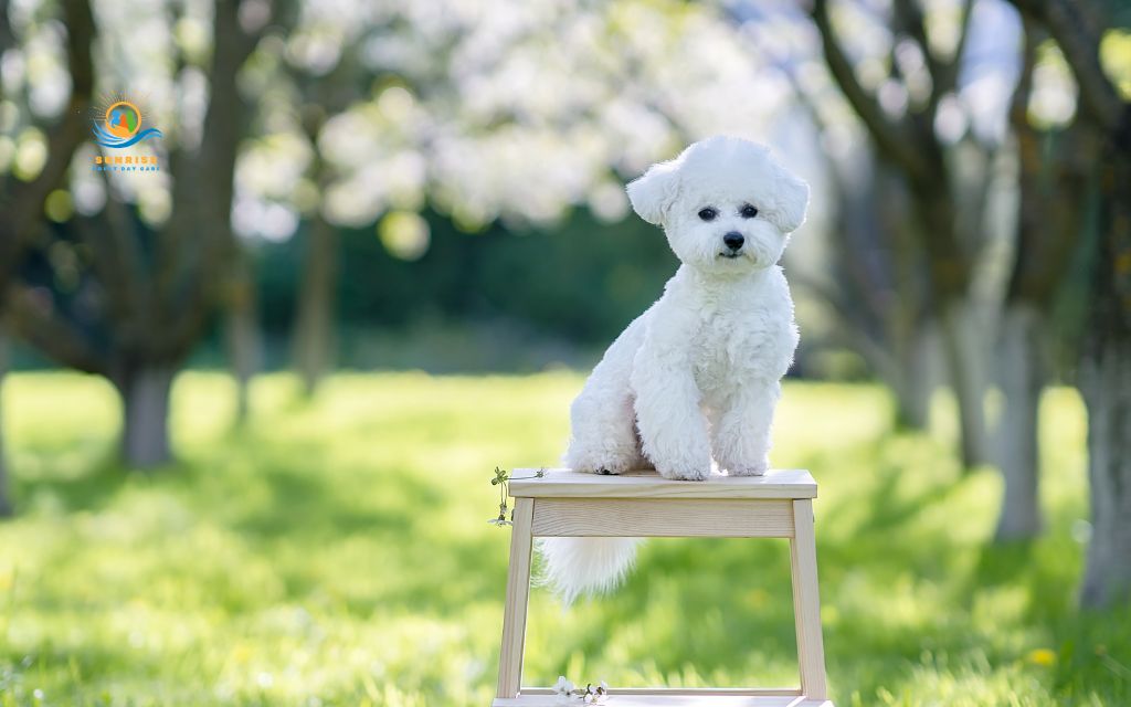 best dog breeds for elderly: Bichon Frise
