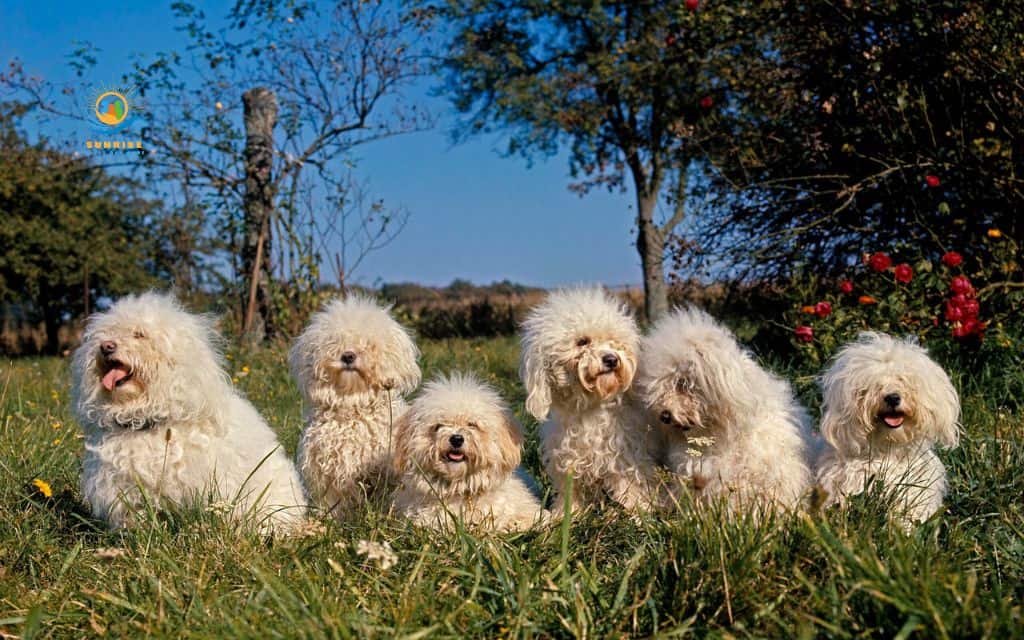 best dog breeds for elderly: Bolognese