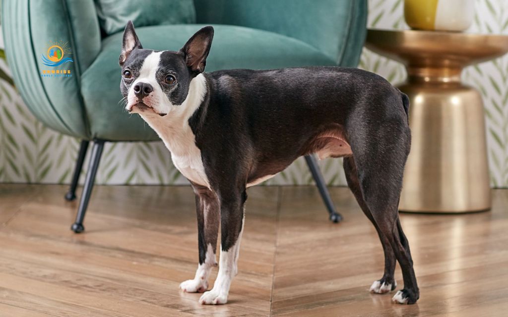 best dog breeds for elderly: Boston Terrier
