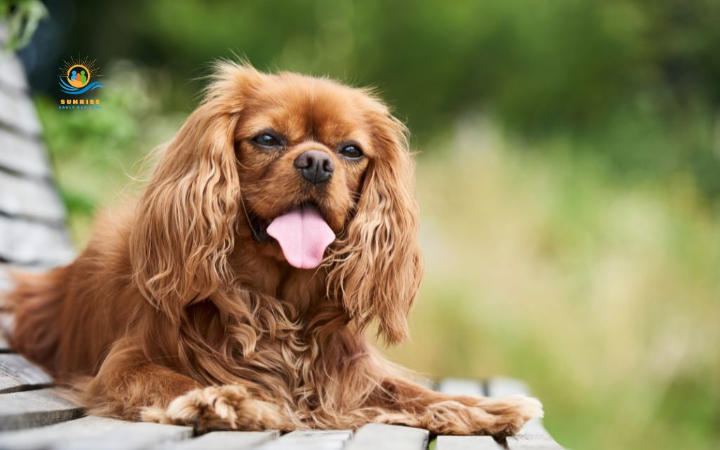 best dog breeds for elderly: Cavalier King Charles Spaniel