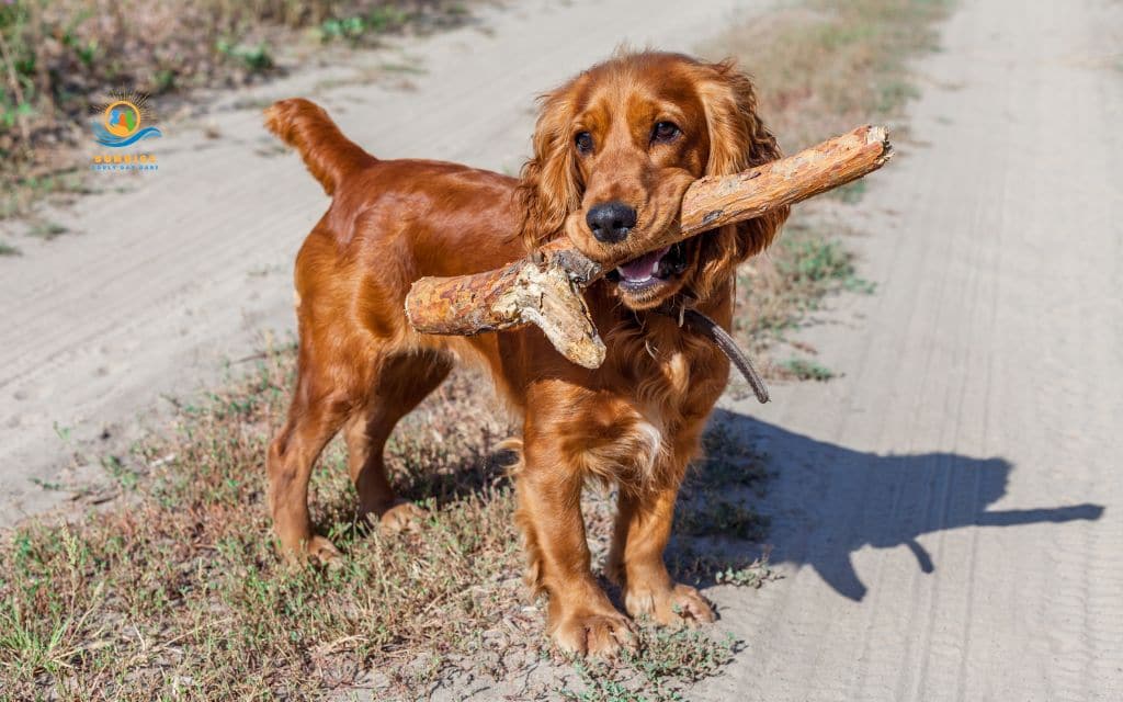 best dog breeds for elderly: Cocker Spaniel