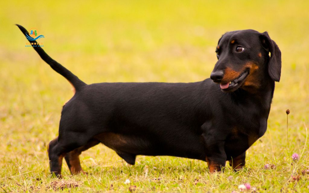 Dachshund
