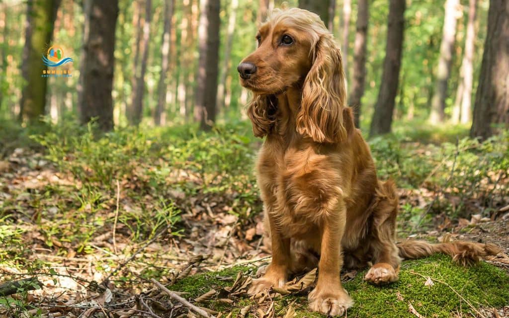 best dog breeds for elderly: English Cocker Spaniel