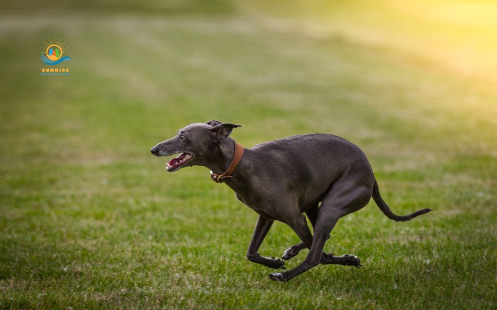 best dog breeds for elderly: Greyhound