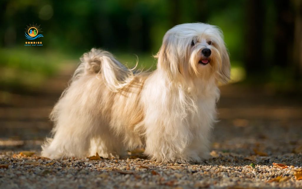 best dog breeds for elderly: Havanese