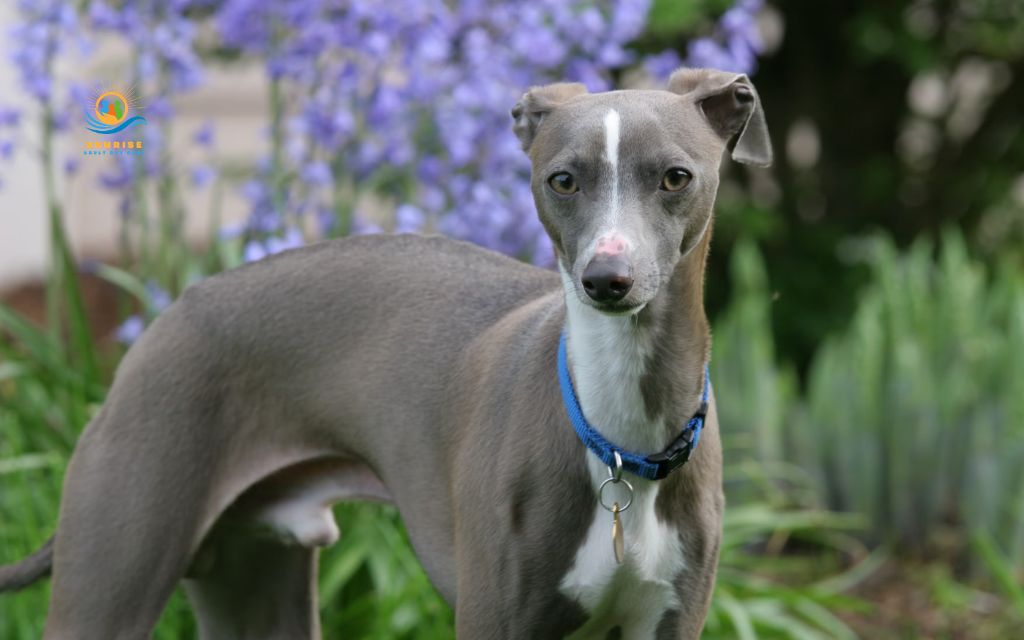 best dog breeds for elderly: Italian Greyhound
