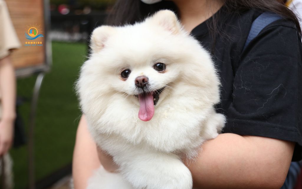 best dog breeds for elderly: Pomeranian
