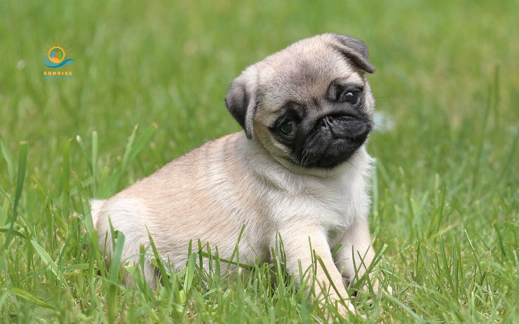 best dog breeds for elderly: Pug