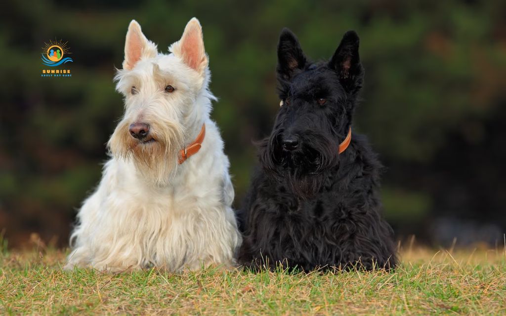 best dog breeds for elderly: Scottish Terrier