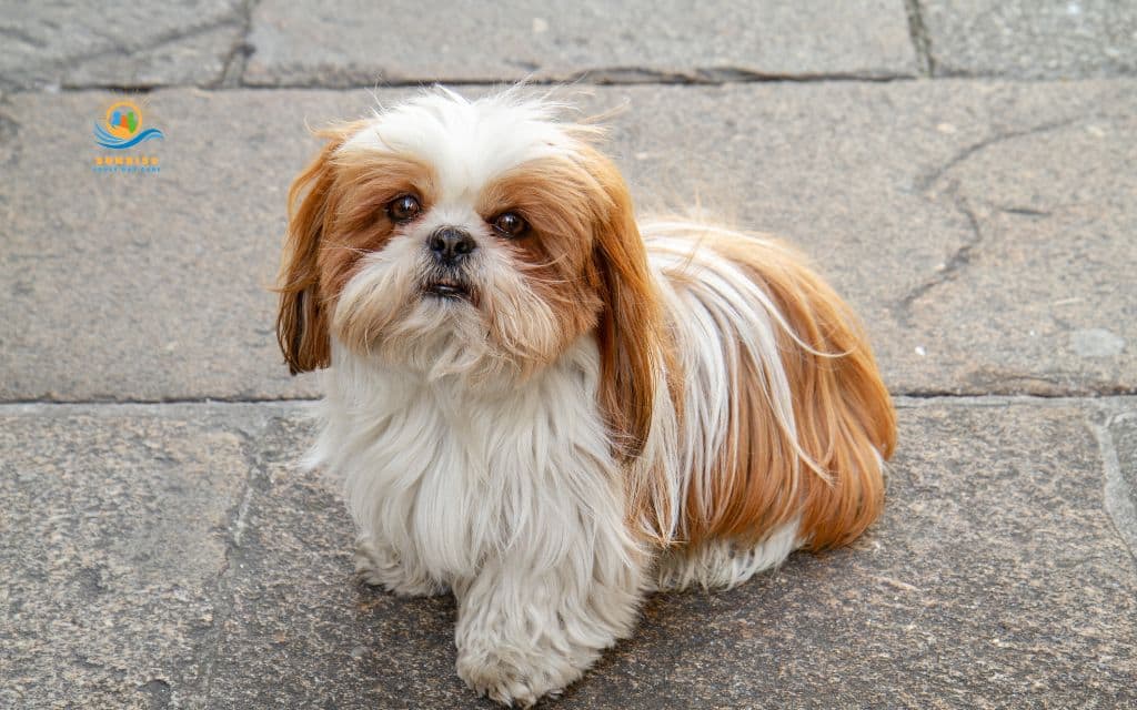 best dog breeds for elderly: Shih Tzu
