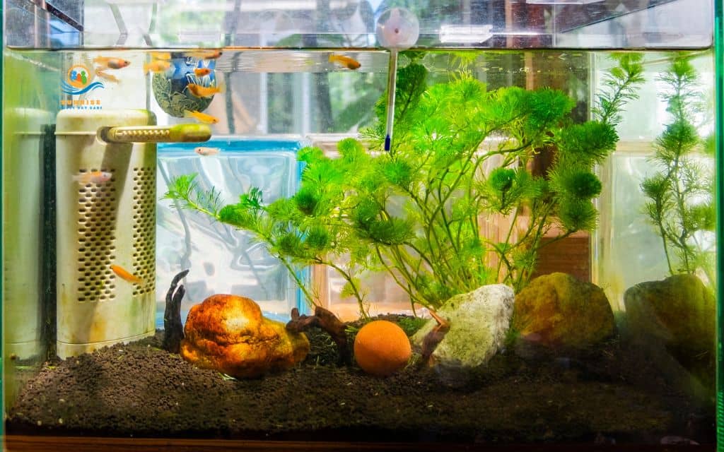 17 surprising benefits of aquariums for assisted living residents