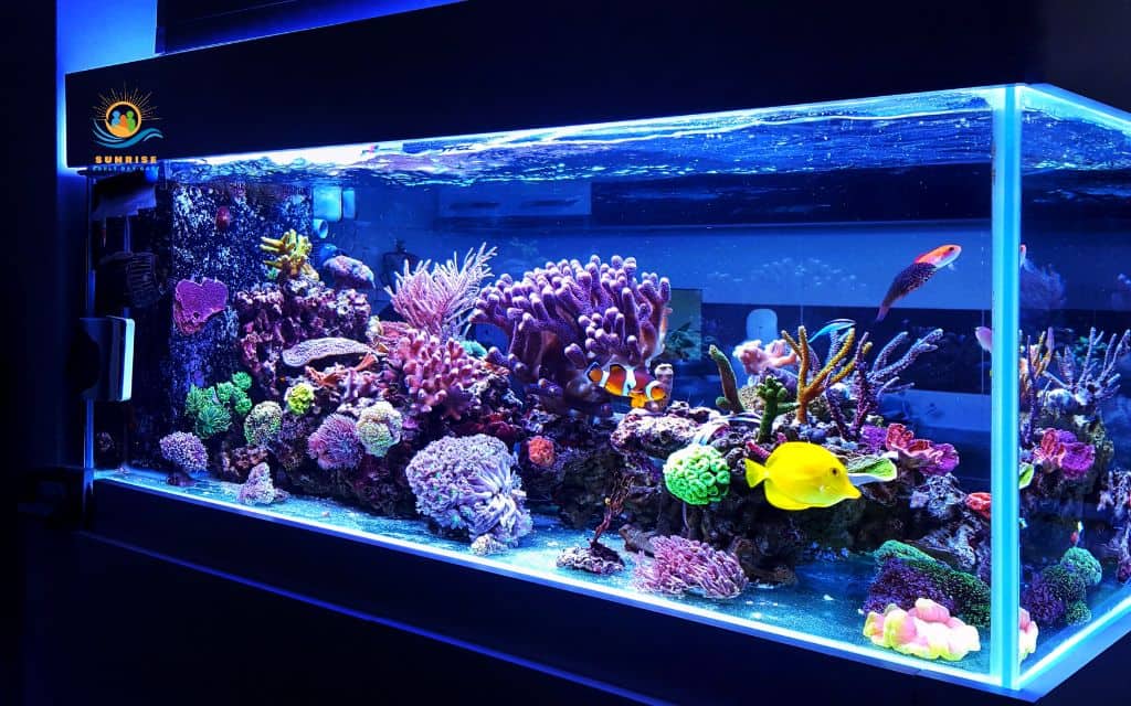 Best types of aquariums for assisted living