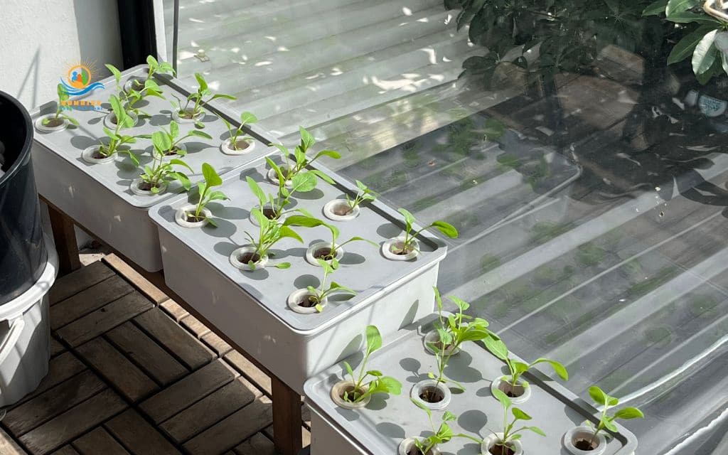 indoor activities for seniors: Indoor gardening (plants, herbs)