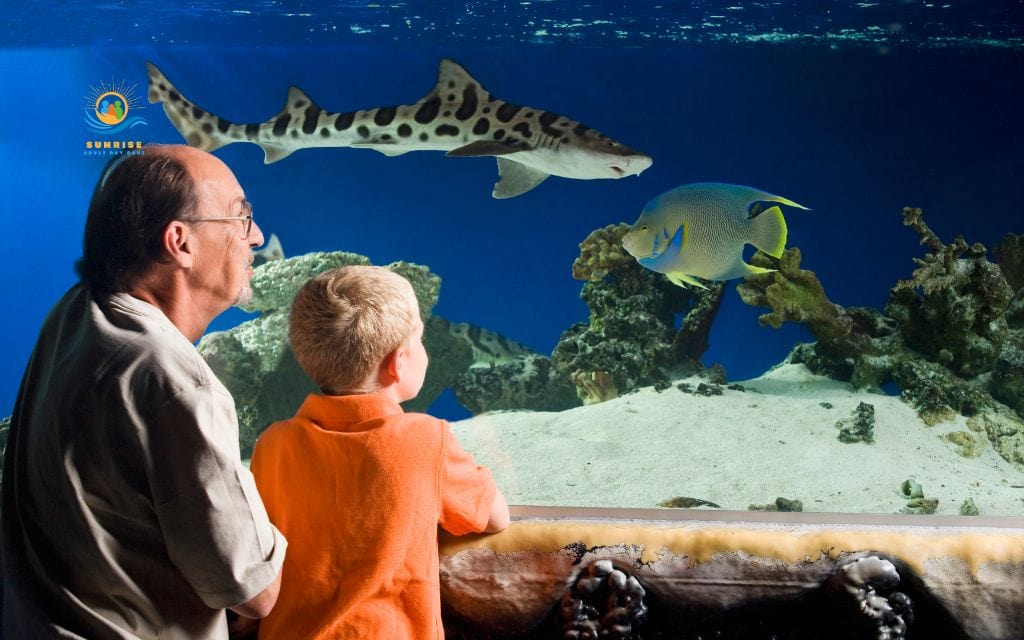 therapeutic activities for the elderly: Aquarium or pet therapy