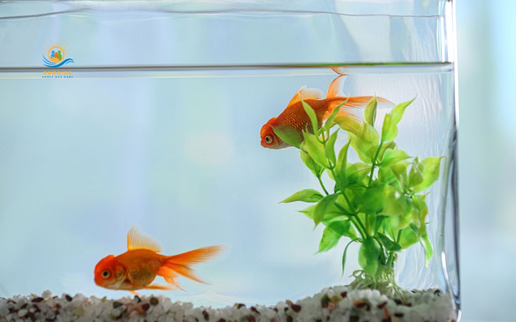 what are the best pets for elderly: Fish