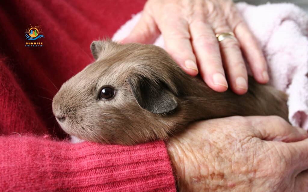what are the best pets for elderly: Guinea pigs