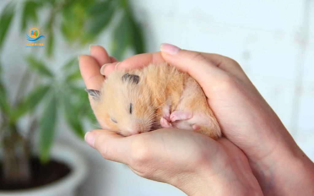 what are the best pets for elderly: Hamsters or gerbils