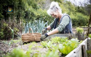 Raised garden beds for elderly: What they are and why seniors love them