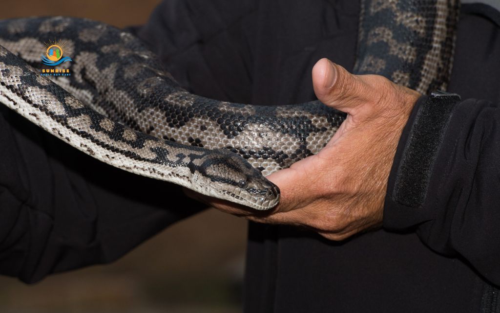what are the best pets for elderly: Reptiles with simple care needs
