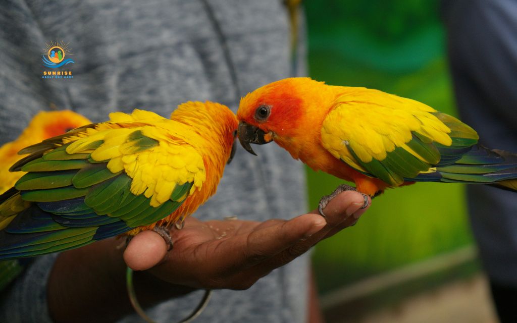 what are the best pets for elderly: Small birds
