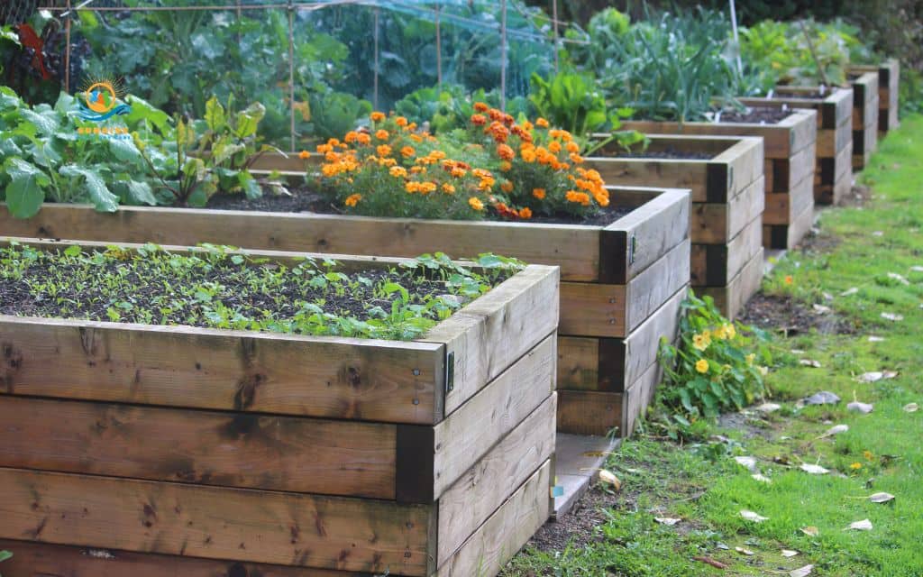 Why raised garden beds are ideal for seniors