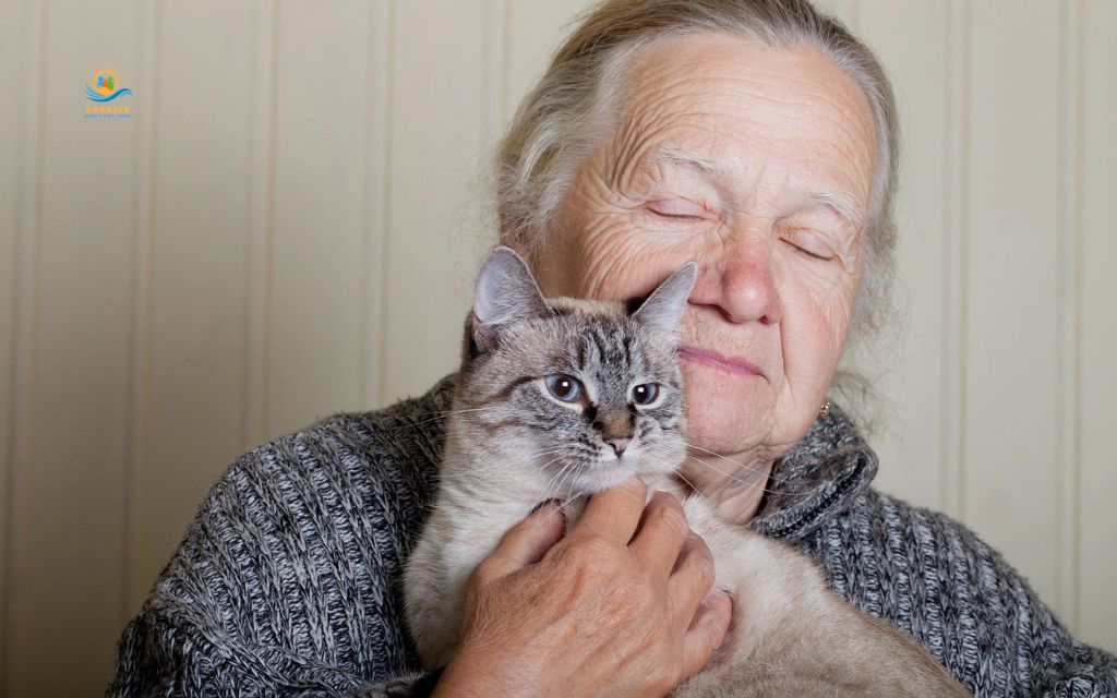 best cats for elderly