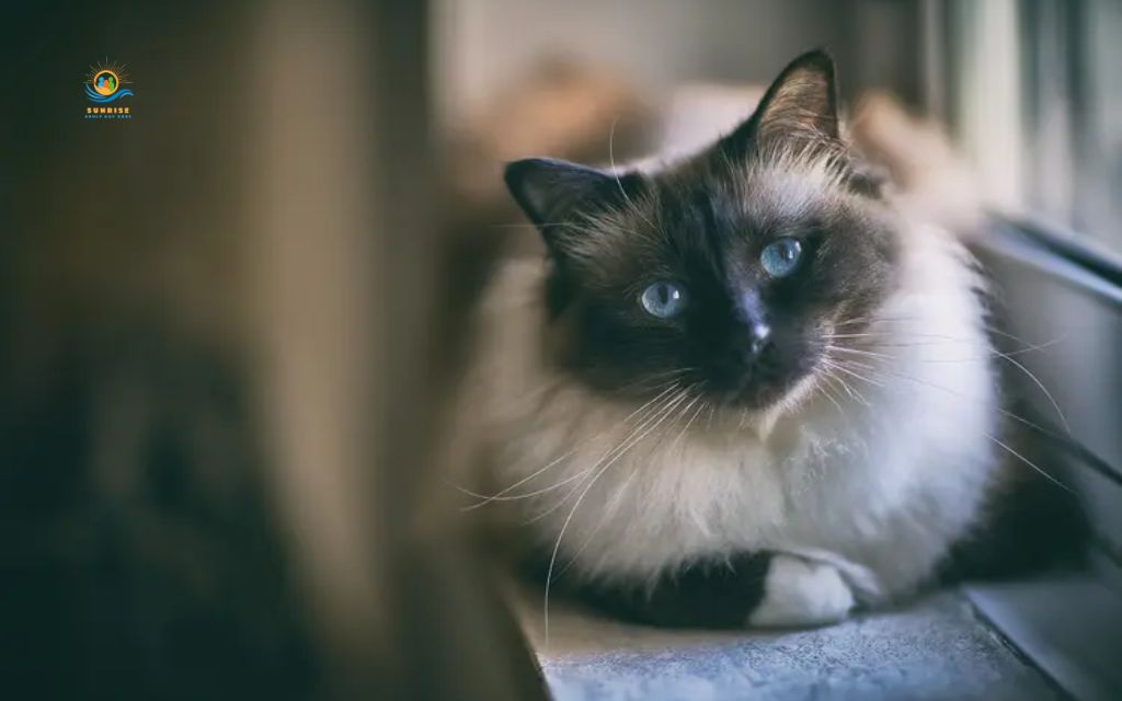 Best cats for elderly: Birman