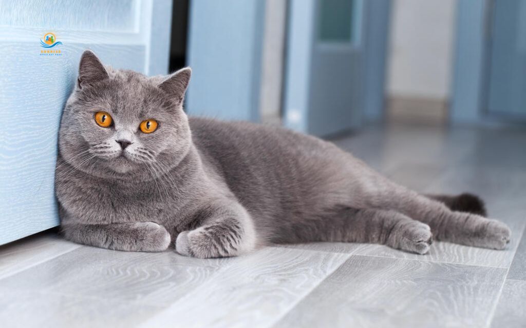 Best cats for elderly: British Shorthair