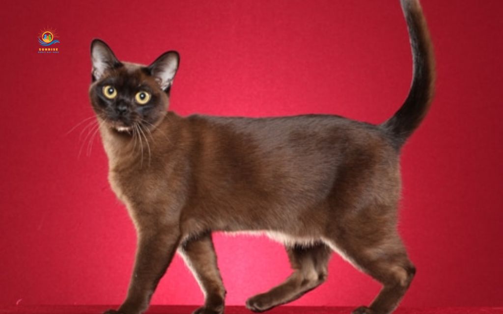 Best cats for elderly: Burmese
