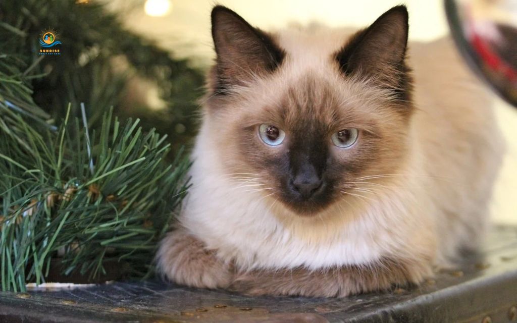 Best cats for elderly: Himalayan