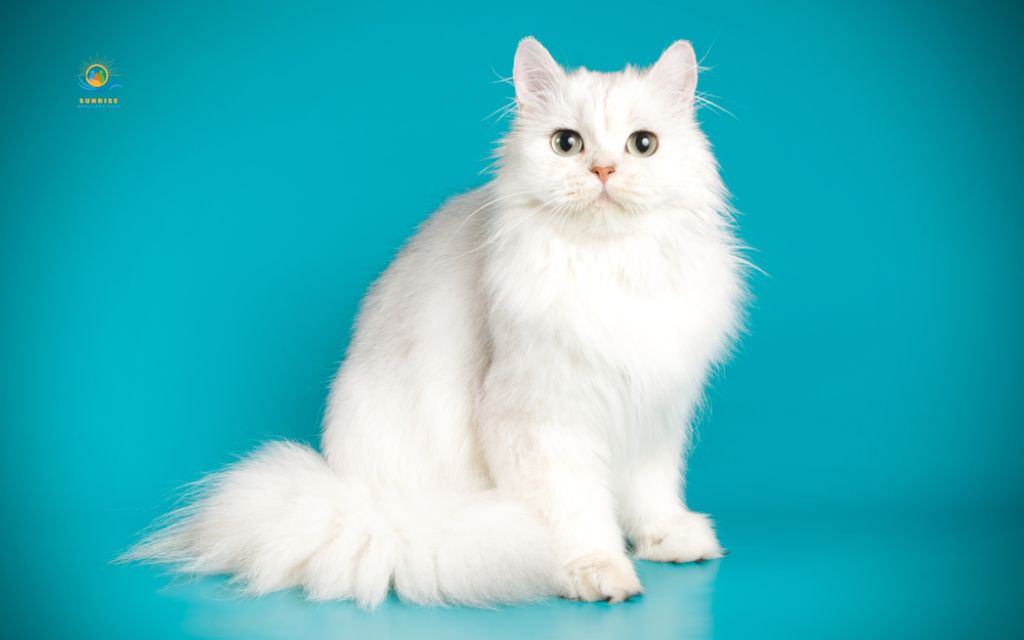 Best cats for elderly: Persian
