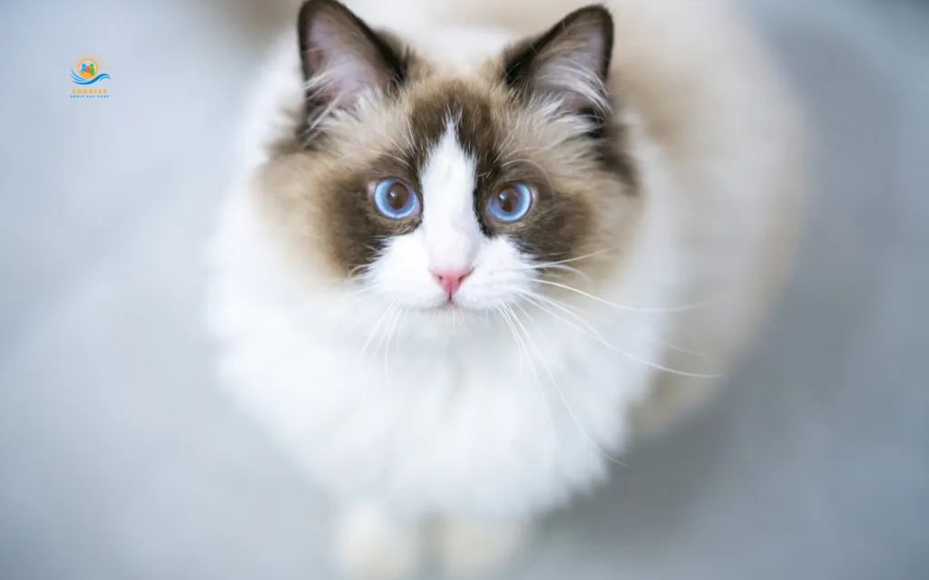 Best cats for elderly: Ragdoll