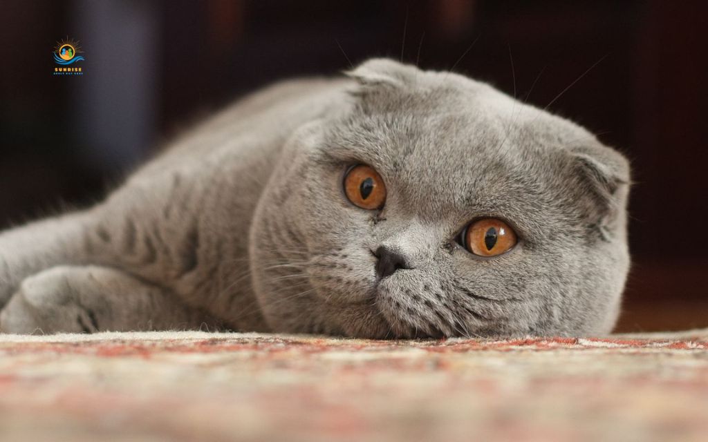 Best cats for elderly: Scottish Fold