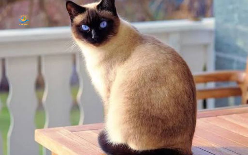 Best cats for elderly: Siamese
